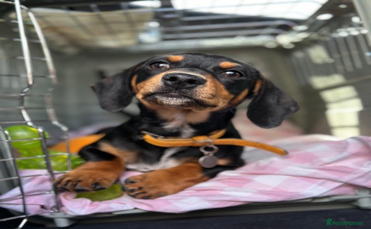 Miniature Dachshund dogs - Advert 1