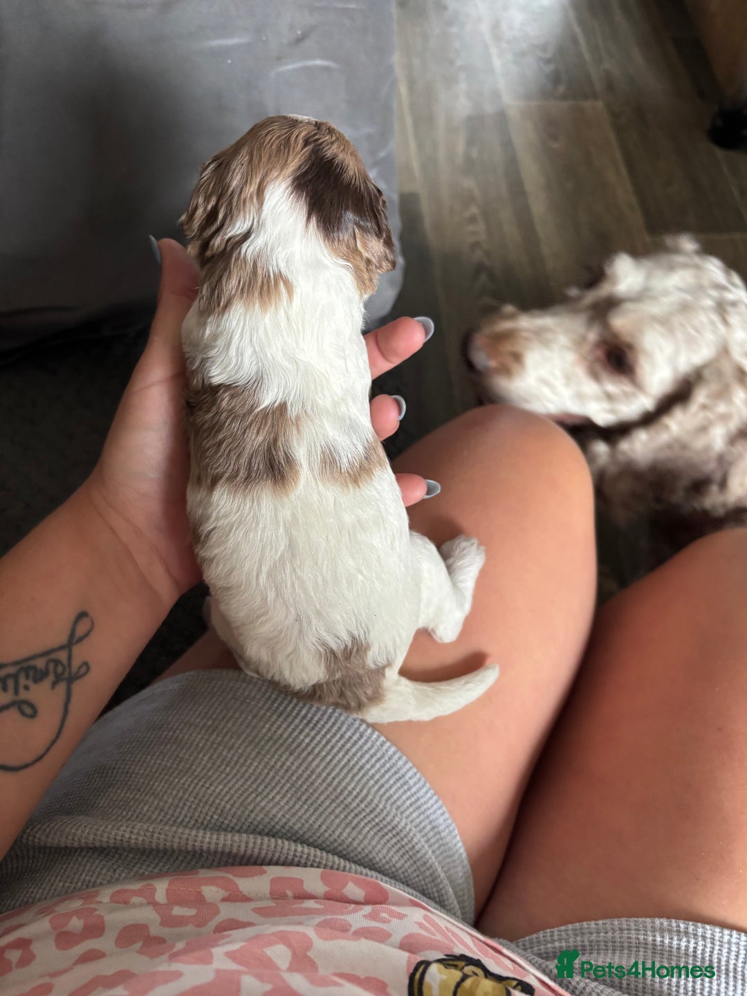 Cockapoo dogs for sale: Merle cockerpoo puppies for sale  - Image 13
