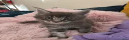 Maine Coon cats for sale: Beautiful Maine Coon Kittens  - Advert 15