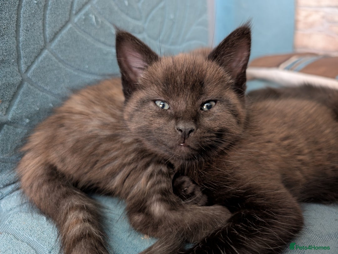 Maine Coon cats for sale: Maine Coon X kittens - Image 14