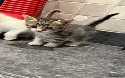Mixed Breed cats for sale: 1 male left! - Image 1