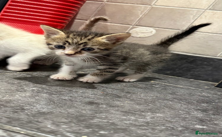 Mixed Breed cats - Advert 2
