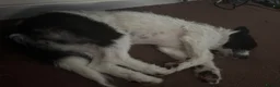 Mixed Breed dogs for adoption: Lovely Lia in Hereford - Advert 4