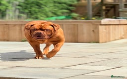 Dogue De Bordeaux dogs for sale: Looking for his final and forever home - Image 6