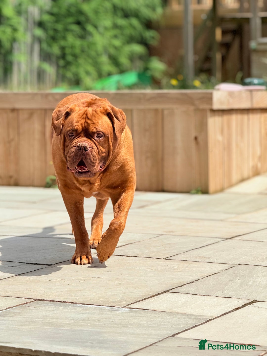 Dogue De Bordeaux dogs for sale: Looking for his final and forever home - Image 6