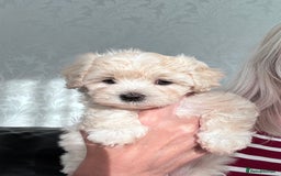 Maltipoo dogs for sale: 🐾 Maltipoo Puppies Raised With Love-DNA Clear  - Image 3