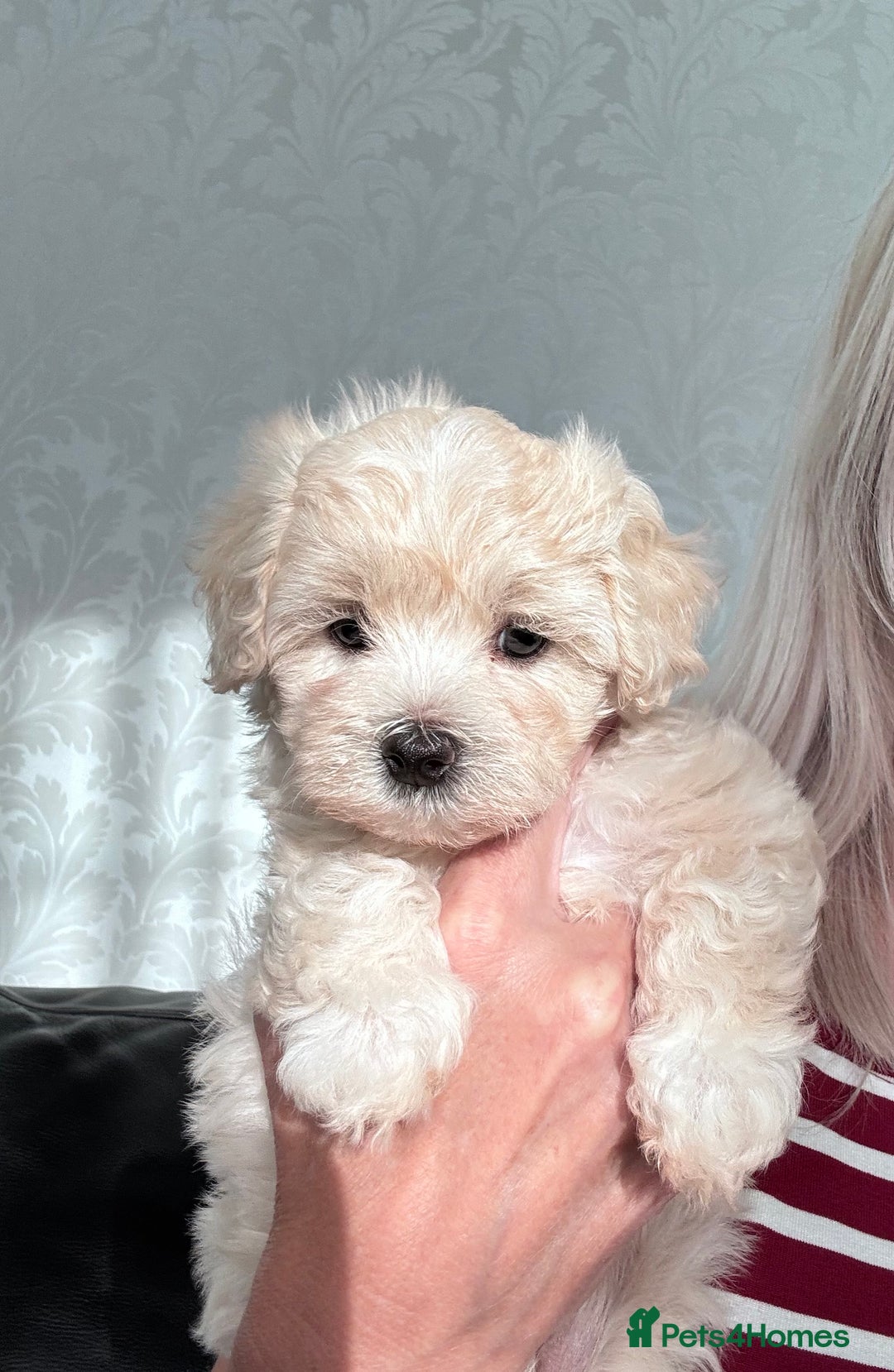 Maltipoo dogs for sale: 🐾 Maltipoo Puppies Raised With Love-DNA Clear  - Image 3