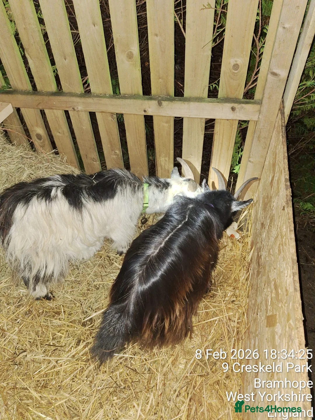 Goats livestock for sale: Pigmy Goats - Advert 6