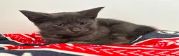 Maine Coon cats for sale: Gorgeous Blue Smoke Maine Coon Cross - Advert 7