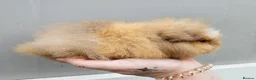 Guinea Pig rodents for sale: Baby swiss boars - Advert 1