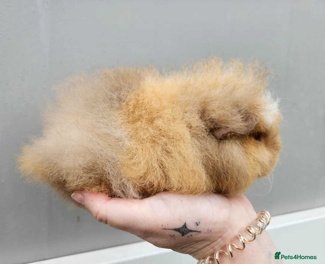 Guinea Pig rodents for sale: Baby swiss boars - Advert 1