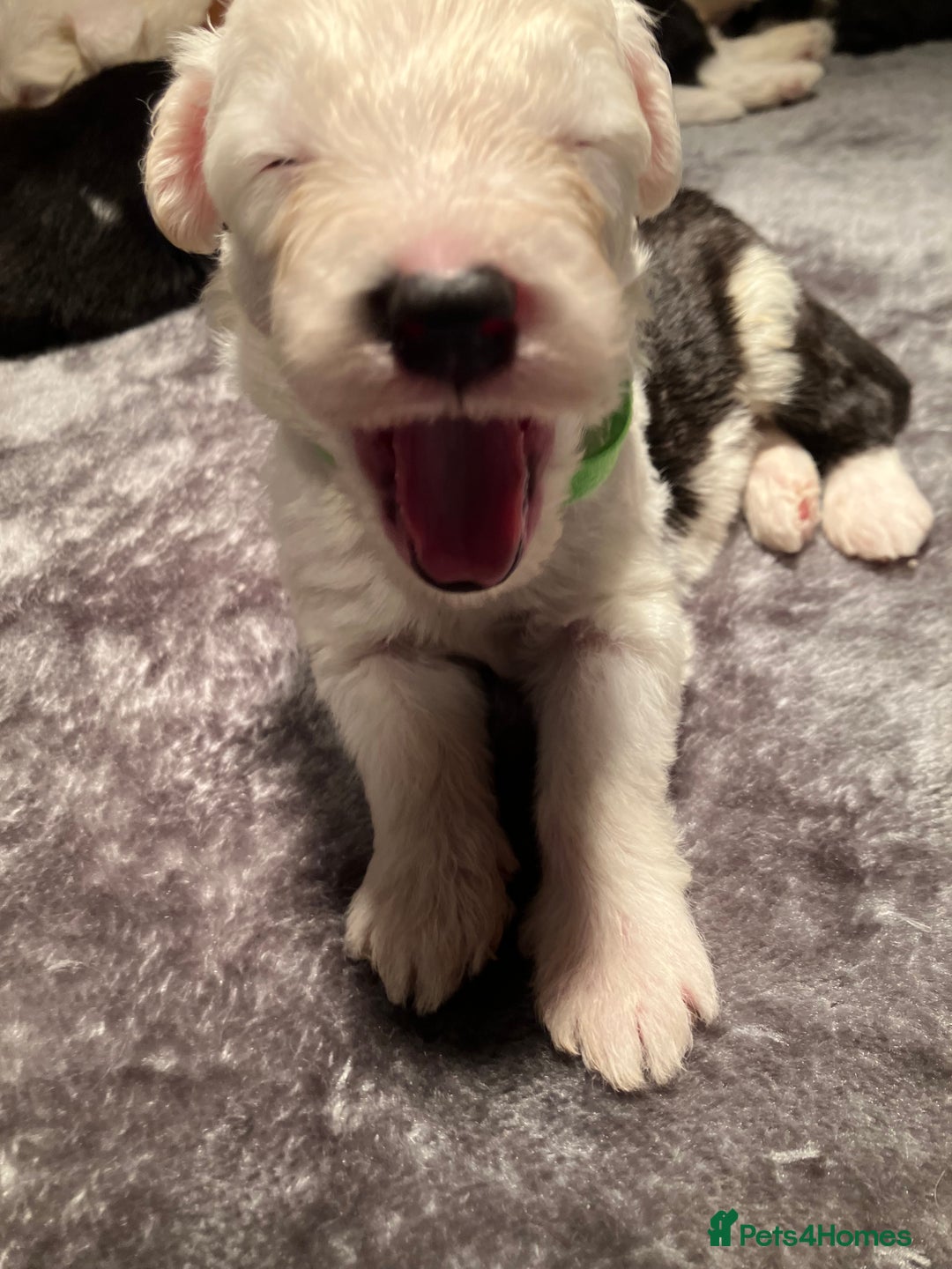 Old English Sheepdog dogs for sale: HEALTH TESTED OLD ENGLISH SHEEPDOG PUPPIES  - Advert 19