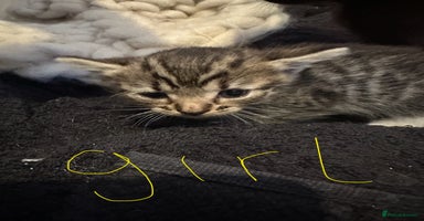 British Shorthair cats - Advert 6