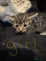 British Shorthair cats - Advert 7