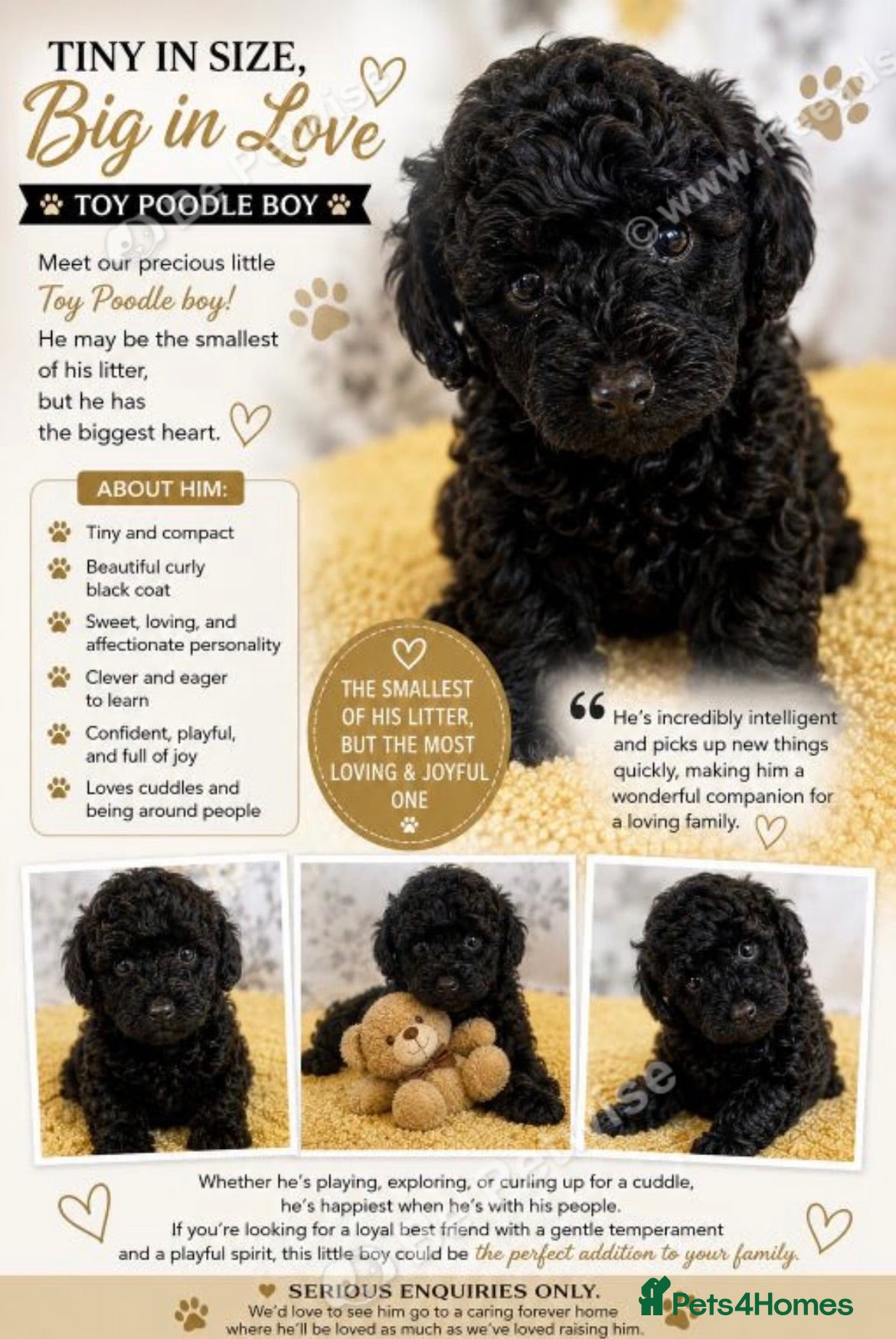 Toy Poodle dogs LAST TOY POODLE - Advert 5