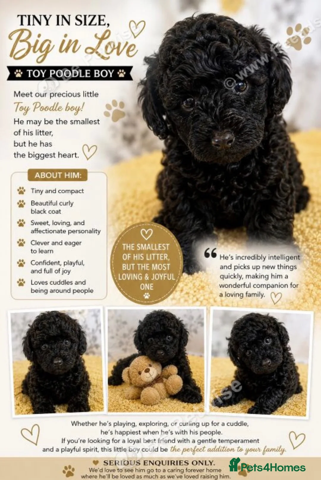 Toy Poodle dogs for sale: LAST TOY POODLE - Advert 1