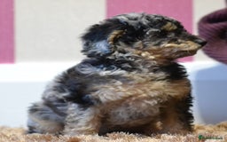 Miniature Poodle dogs for sale: Miniature Poodle Puppies from DNA tested Parents - Image 4