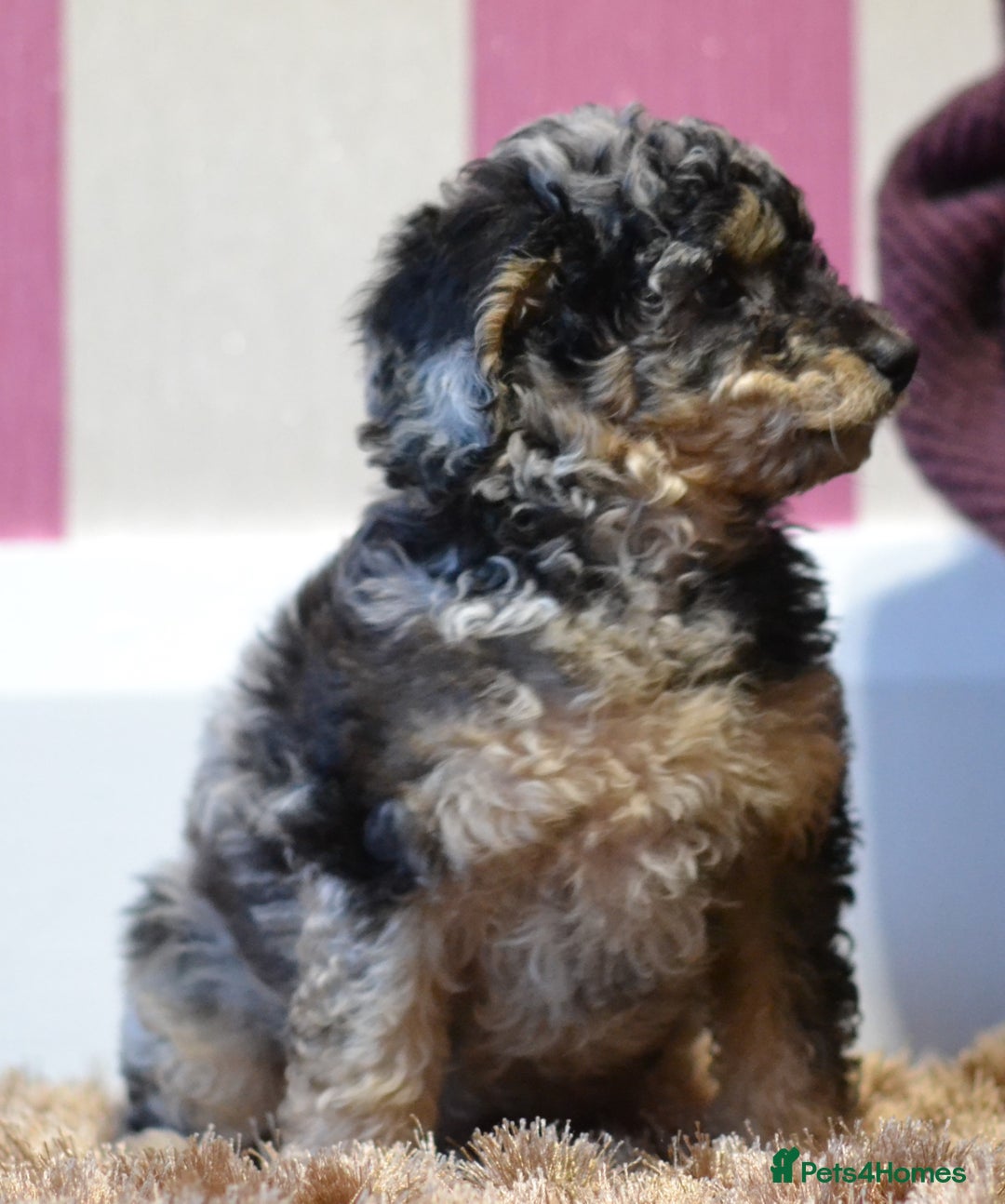Miniature Poodle dogs for sale: Miniature Poodle Puppies from DNA tested Parents - Image 4
