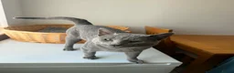 Russian Blue cats for sale: Beautiful Russian Blue Boy – Potential Stud Boy - Advert 6