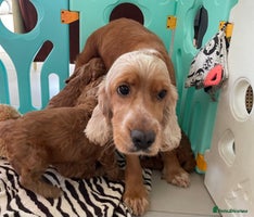 Cockapoo dogs F1 MINIATURE COCKAPOO PUPPIES DNA HEALTH TESTED - Advert 5