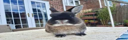 Netherland Dwarf rabbits for sale: Neutered Male Netherland Dwarf 1 year old - Wilf - Advert 9