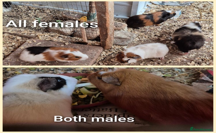 Guinea Pig rodents - Advert 1