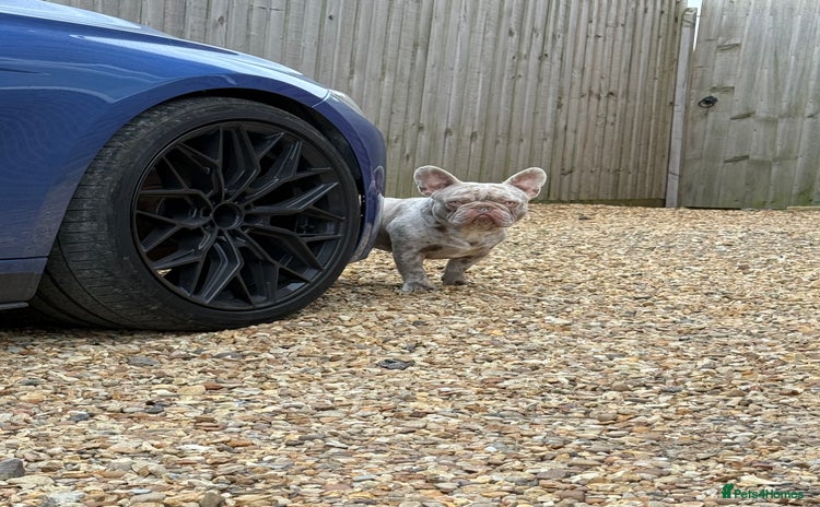 French Bulldog dogs - Advert 8