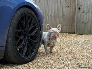 French Bulldog dogs for sale - Advert 1