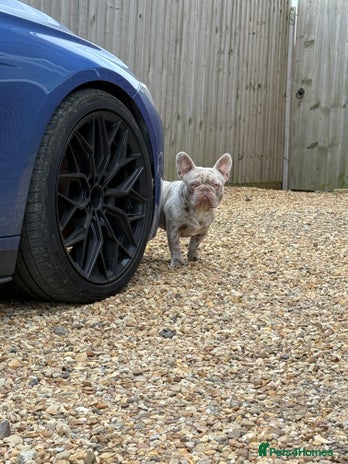 French Bulldog dogs - Advert 2