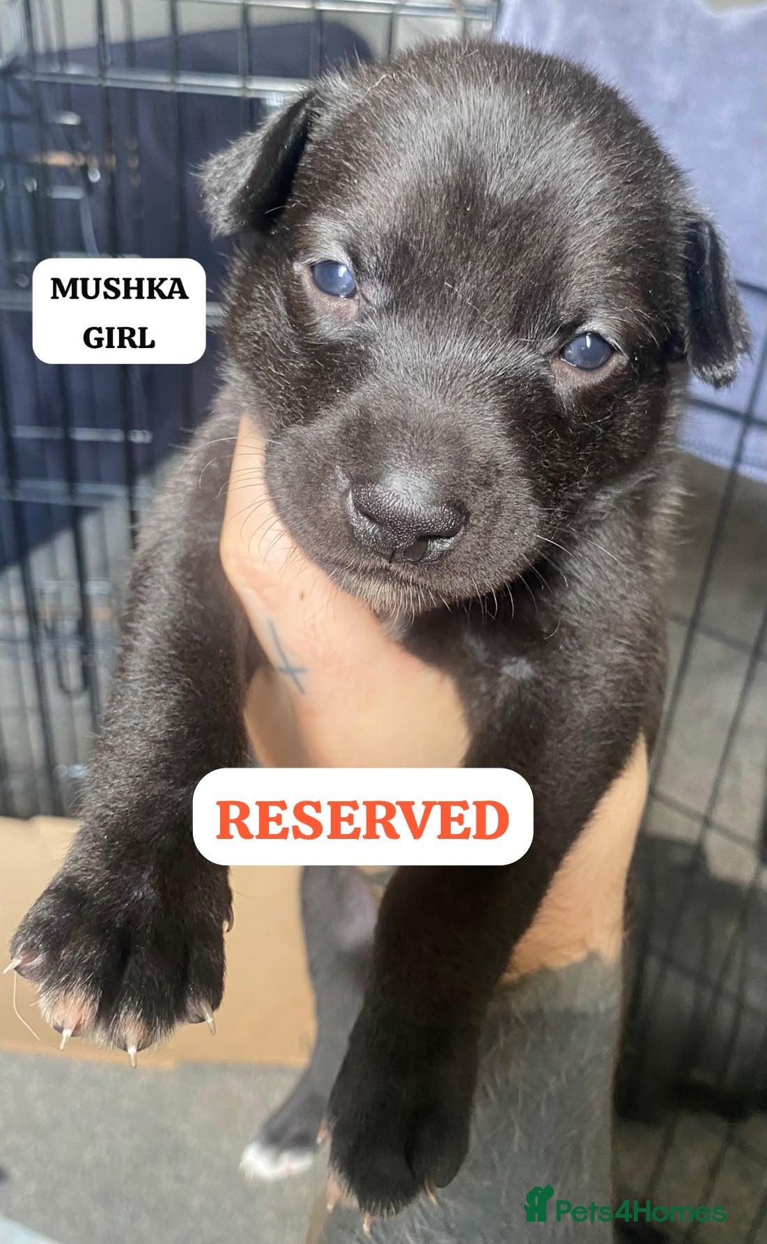 Mixed Breed dogs PRESKY PUPPIES - LAST 2 BOYS REMAINING *REDUCED* - Advert 2