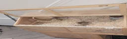 Gerbil rodents for sale: 2 female gerbils for sale in Dagenham - Advert 3