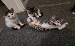 Mixed Breed cats for sale: Kittens  - Image 12