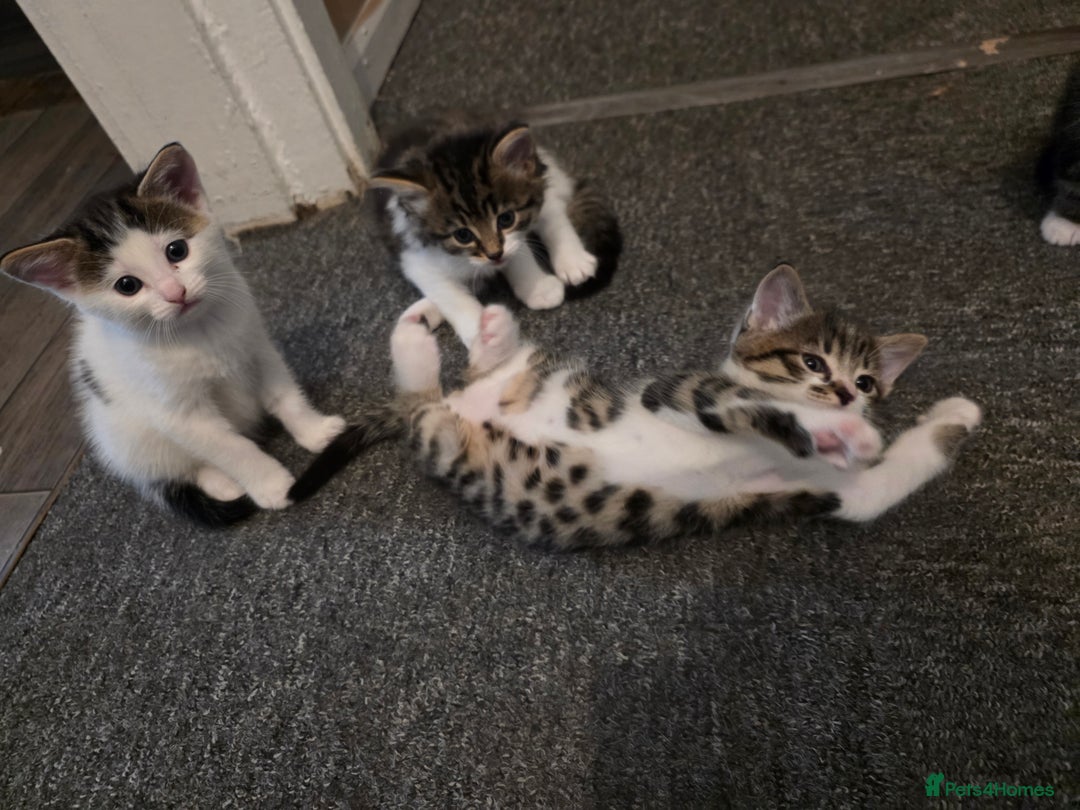 Mixed Breed cats for sale: Kittens  - Image 12