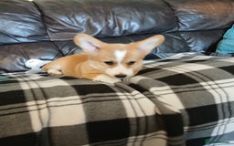 Welsh Corgi Pembroke dogs for sale: Fully vaccinated beautiful corgis - Image 2