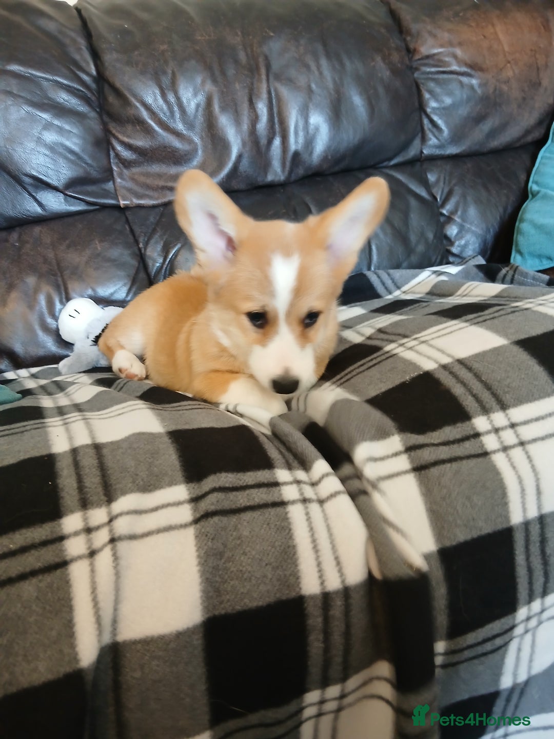 Welsh Corgi Pembroke dogs for sale: Fully vaccinated beautiful corgis - Image 2