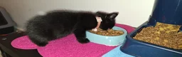 Mixed Breed cats for sale: 8 week old female kitten  in Irvine - Advert 9
