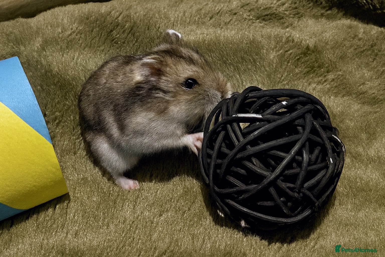 Hamster rodents Hundred Acre Hamster Rescue  - Advert 2