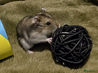 Hamster rodents Hundred Acre Hamster Rescue - Advert 3