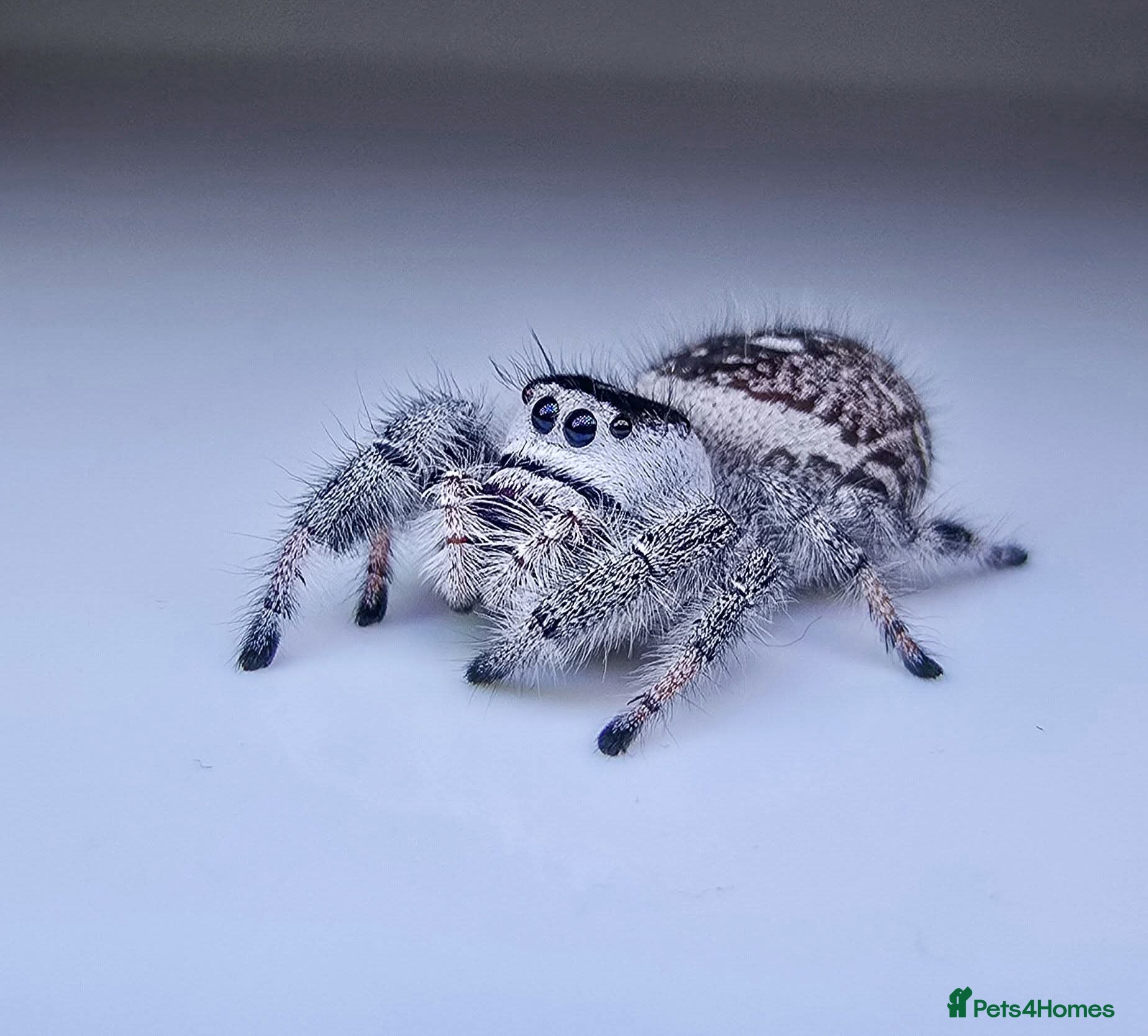 Spiders invertebrates Bahamas jumping spiders - Advert 1