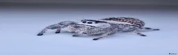 Spiders invertebrates for sale: Bahamas jumping spiders - Advert 1