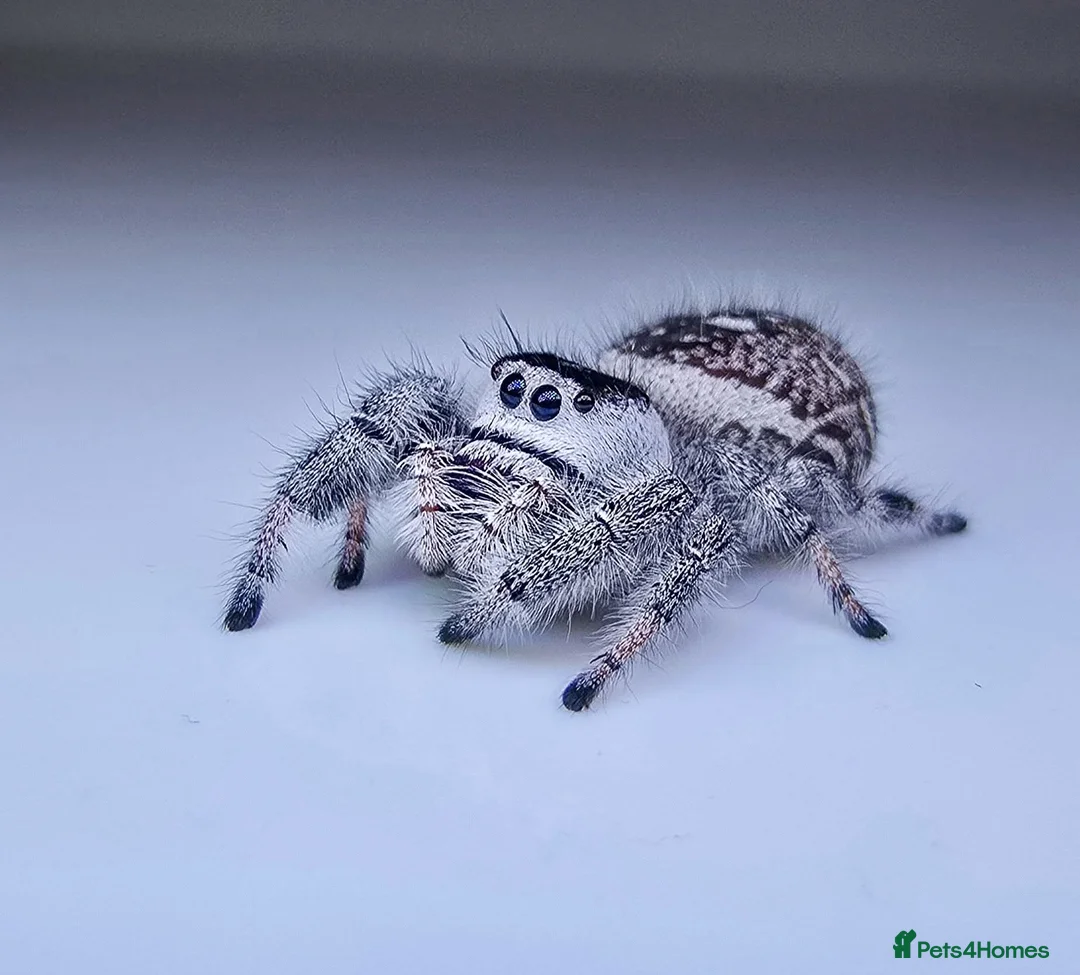 Spiders invertebrates for sale: Bahamas jumping spiders - Advert 1