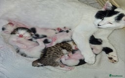 Maine Coon cats for sale: Beautiful Maine Coon X kittens  - Image 2