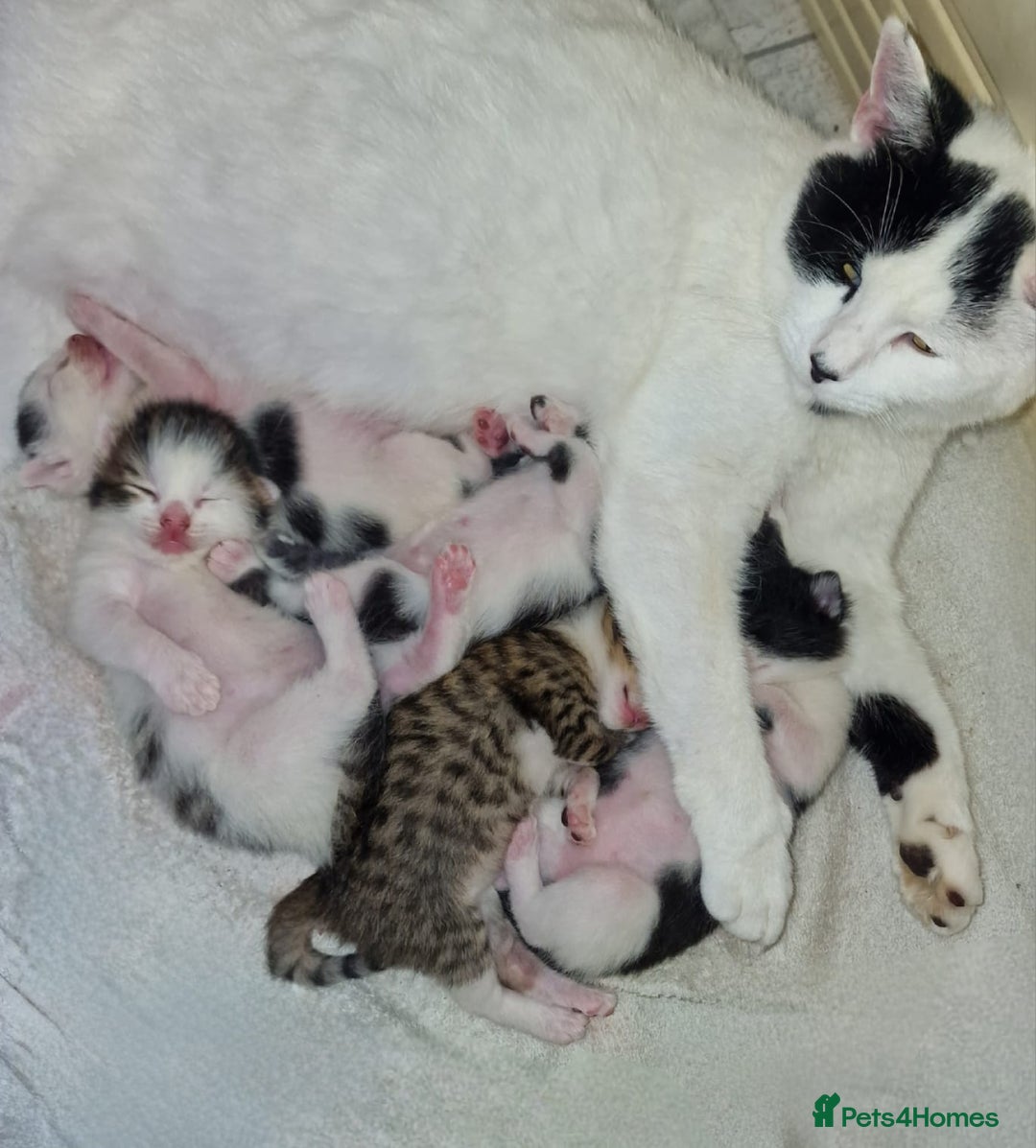 Maine Coon cats for sale: Beautiful Maine Coon X kittens  - Image 2