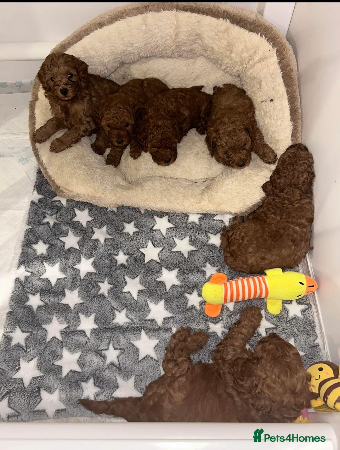 Toy Poodle dogs for stud: Leo Toy Poodle fox red Stud in Telford - Advert 15