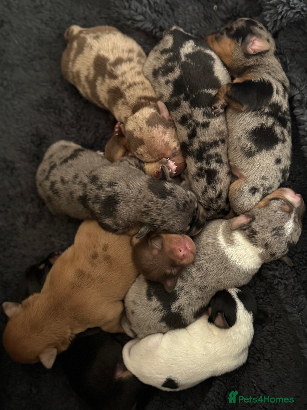 Jack Russell dogs for sale: 9 Jack Russel merles - Image 1