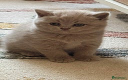 British Shorthair cats for sale: British shorthair - Image 16