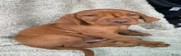Hungarian Vizsla dogs for sale: 🐶Adorable KC Hungarian Vizsla Puppies 💗🩵 - Advert 11