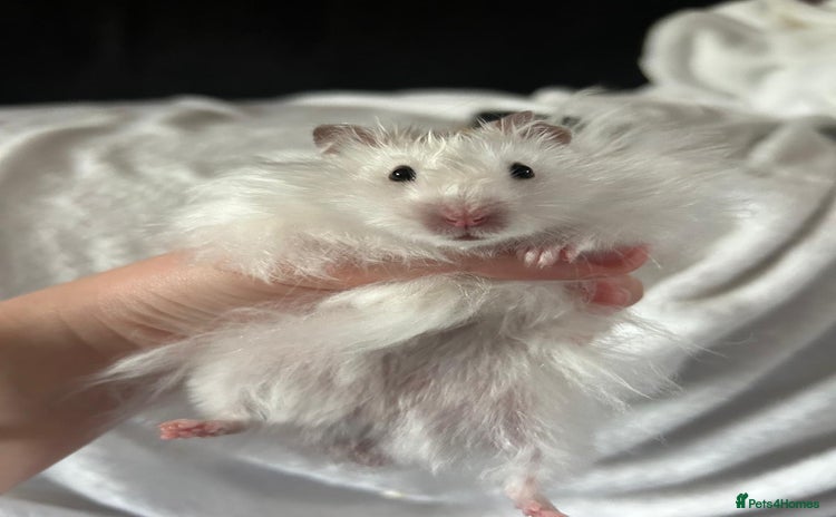 Hamster rodents - Advert 1