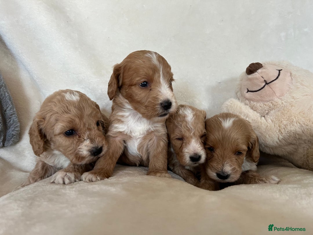 Cockapoo dogs for sale: Cockapoo puppies - DNA Health test clear  - Image 17