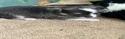 Chihuahua dogs for sale: Chihuahua puppies 2 boys & 1 girl, ready mid sept in Doncaster - Advert 4